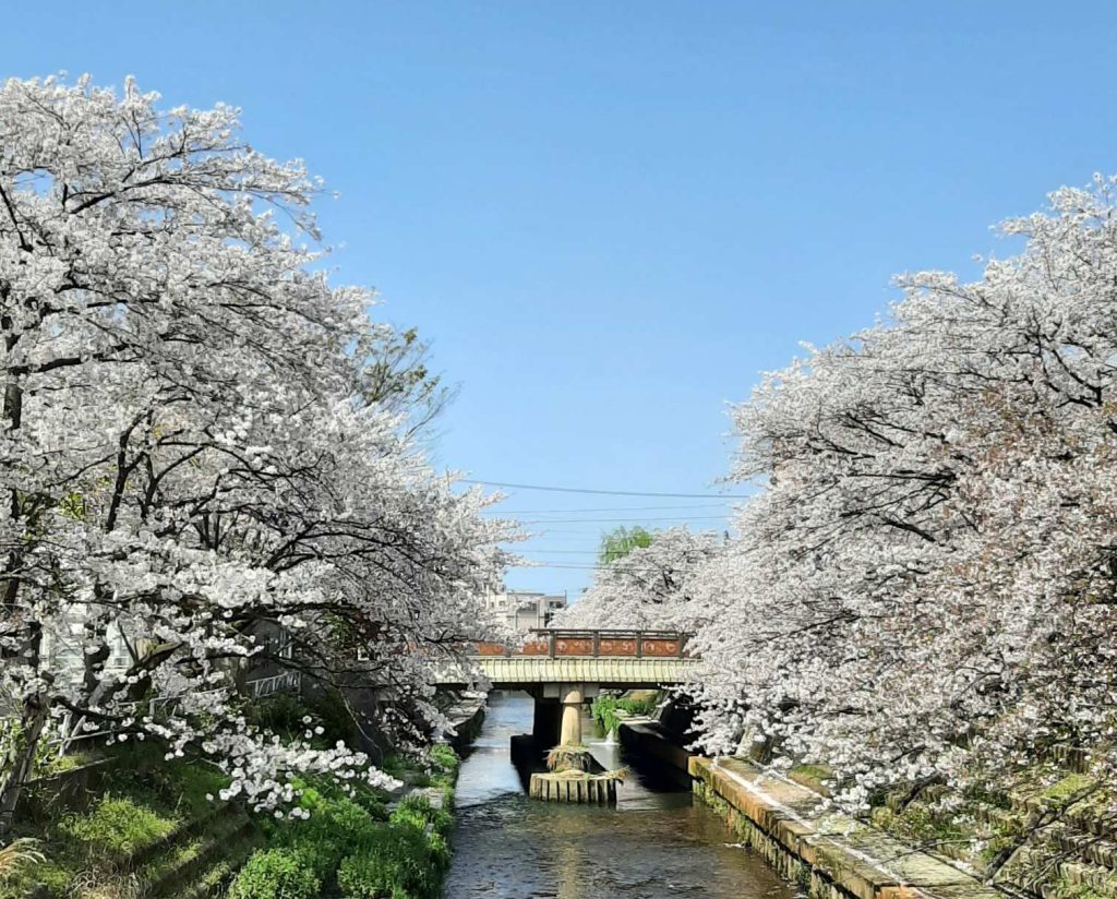 Cherry trees in Toyama