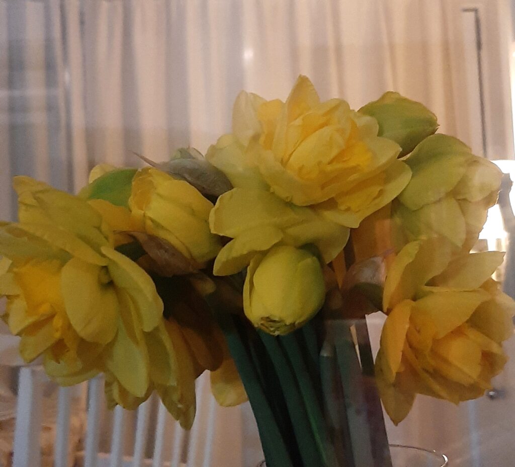 Daffodils